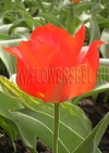 Фотография Тюльпан Эйхлера (Photo Tulip Eichler)