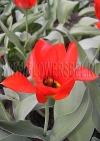 Фотография Тюльпан Эйхлера (Photo Tulip Eichler)