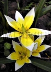 Тюльпан Тарда (Tulip Tarda)