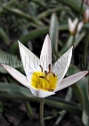 Тюльпан Туркестаника (Tulip Turkestanica)