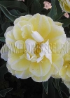 Фотография Тюльпан Верона (Photo Tulip Verona)