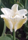 Тюльпан Уайт Либерстар (Tulip White Liberstar)