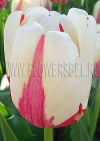 Тюльпан Уорлд Экспрешн (Tulip World Expression)