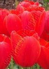 Тюльпан Уорлд'с Файр (Tulip World's Fire)