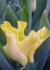 Тюльпан Еллоу Кроун (Tulip Yellow Crown)