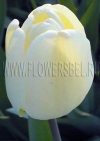 Фотография Тюльпан Айвори Флорадейл (Photo Tulip Ivory Floradale)