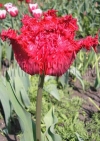 Фотография Тюльпан Барбадос (Photo Tulip Barbados)