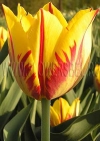 Фотография Тюльпан Микки Маус (Photo Tulip Mickey Mouse)