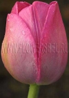 Тюльпан Аттила (Tulip Attila)