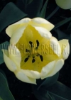 Фотография Тюльпан Айвори Флорадейл (Photo Tulip Ivory Floradale)