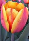 Тюльпан Форготтен Дримз (Tulip Forgotten Dreams)