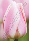 Фото тюльпана Барселона Бьюти (Tulip Barcelona Beauty photo)