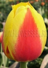 Тюльпан Ориентал Сплендор (Tulip Oriental Splendour)