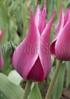 Тюльпан Баллада (Tulip Ballade)
