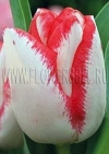 Тюльпан Бьюти Тренд (Tulip Beauty Trend)