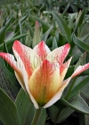 Фотография Тюльпан Царь Петр (Photo Tulip Czaar Peter)