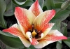 Фотография Тюльпан Царь Петр (Photo Tulip Czaar Peter)