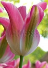 Тюльпан Флороза (Tulip Florosa)
