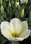 Фотография Тюльпан Пуриссима (Photo Tulip Purissima)