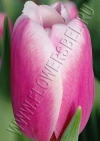 Тюльпан Дания (Tulip Danija)
