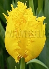 Фотография Тюльпан Еллоу Валери (Tulip Yellow Valery)