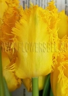 Фотография Тюльпан Еллоу Валери (Tulip Yellow Valery)