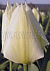 Фотография Тюльпан Пуриссима (Photo Tulip Purissima)