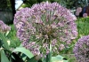 Фотография Лук Глобус (Photo Allium Globus)