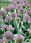 Фотография Лук Глобус (Photo Allium Globus)