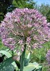 Фотография Лук Глобус (Photo Allium Globus)