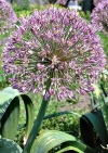 Фотография Лук Глобус (Photo Allium Globus)