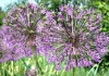 Фотография Лук Афлатунский (Photo Allium aflatunense)