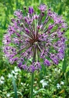 Фотография Лук Афлатунский (Photo Allium aflatunense)