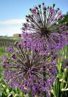 Фотография Лук Афлатунский (Photo Allium aflatunense)