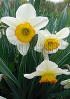 Нарциссы (Narcissus), смесь сортов Флауэр Рекорд (Flower Record) и Лемон Кап (Lemon Cup)