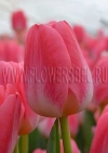 Фотография тюльпана Супер Модель (Tulip Super Model photo)