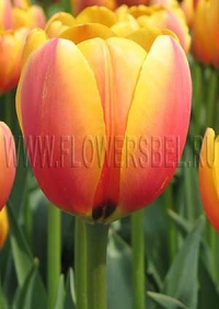 Тюльпан Уорд Пис фото (Tulip World Peace photo)
